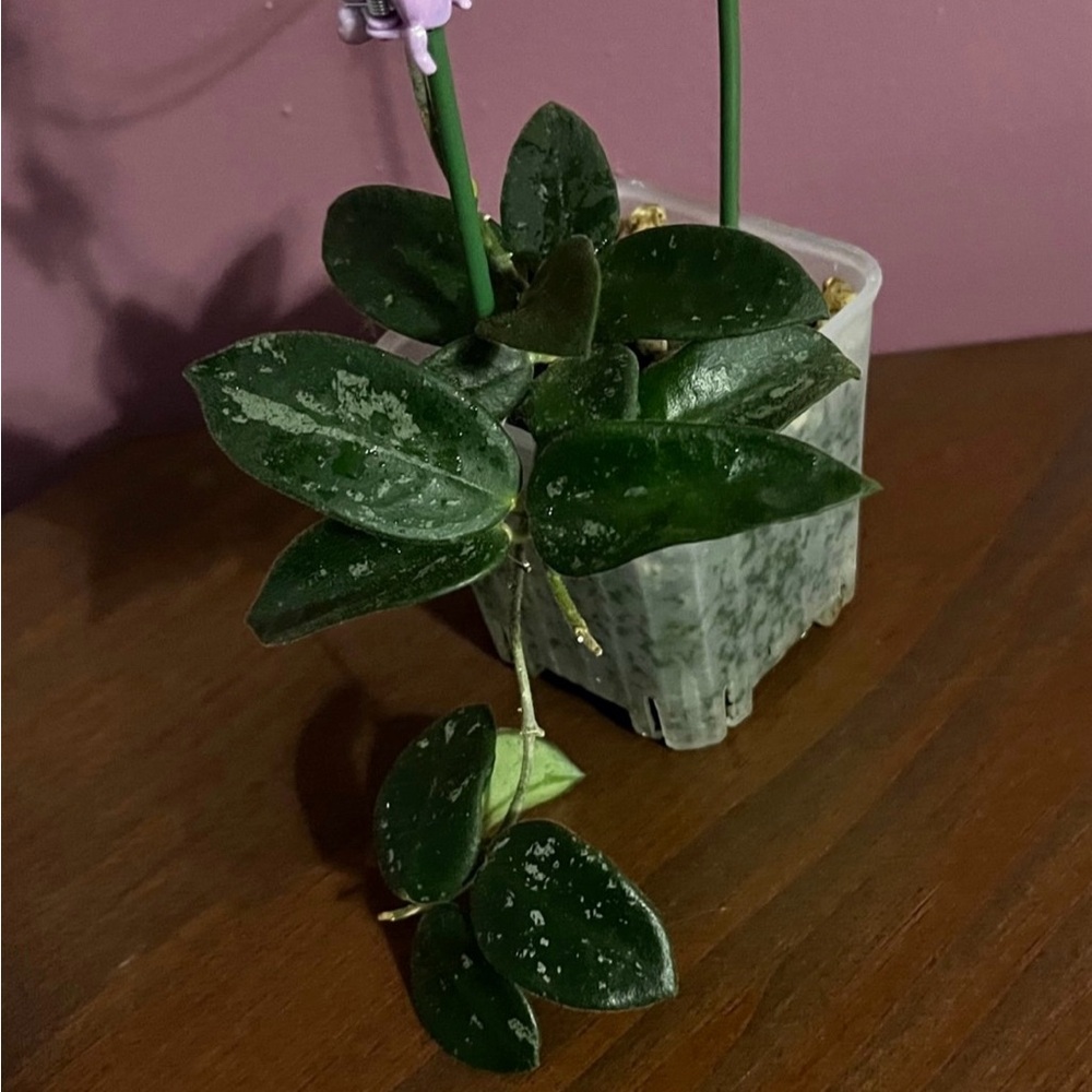 Hoya Sp Yunnan China NOID